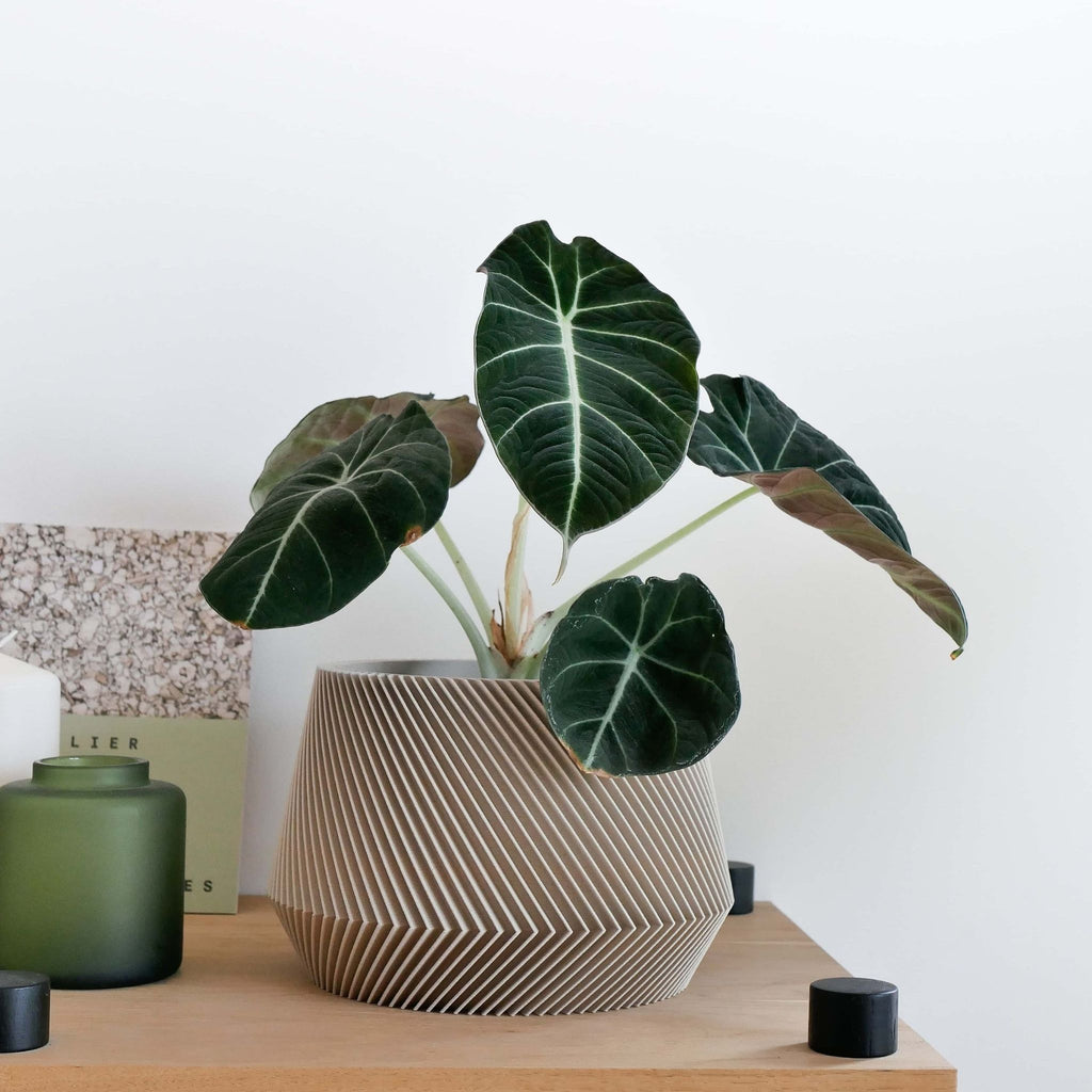 Geometrik Saksı | OSLO